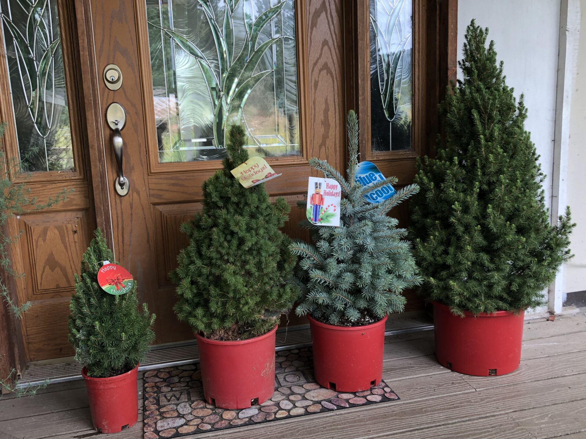 35+ Ideas For Live Potted Christmas Trees For Sale Near Me | Pink Wool